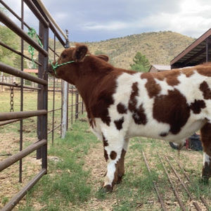 Meet your Posher, Tessa